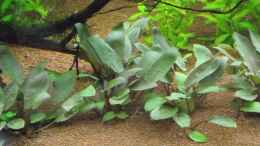 aquarium-von-dr--manhattan-rainbowland-aufgeloest_Cryptocoryne wendtii tropica