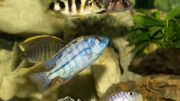 Foto mit Protomelas Taeniolatus Fire Blue (m)