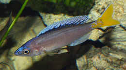 aquarium-von-dirk-lehmann-becken-2_Cyprichromis leptosoma Blue Flash