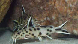 aquarium-von-dirk-lehmann-becken-2_Synodontis petricola