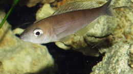 aquarium-von-dirk-lehmann-becken-2_Cyprichromis leptosoma Blue Flash