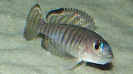 aquarium-von-dirk-lehmann-becken-2_Lamprologus signatus