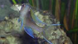 aquarium-von-dirk-lehmann-becken-2_Paracyprichromis nigripinnis Blue Neon