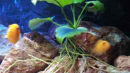 aquarium-von-brownson-malawi-240-mbuna_Anubias bartensis