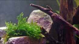 aquarium-von-stony-becken-112-l-nur-noch-als-beispiel_