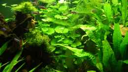 aquarium-von-christian-grunwald-trigon-350_Hydrocotyle leucocephala (hinten)