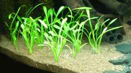 aquarium-von-christian-grunwald-trigon-350_Sagittaria pusilla