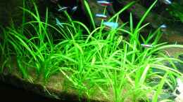 aquarium-von-christian-grunwald-trigon-350_Sagittaria pusilla am 27.11.2011