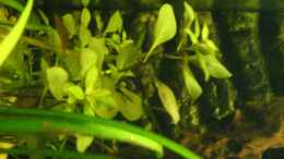 aquarium-von-alexander-schild-becken-2013_Ludwigia repens