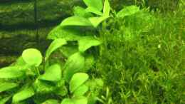 aquarium-von-alexander-schild-becken-2013_Anubias nana und Javamoos