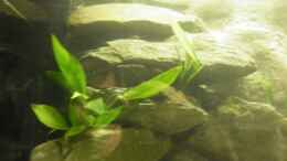 aquarium-von-julien-preuss-fertighaussiedlung_Anubias hastifolia