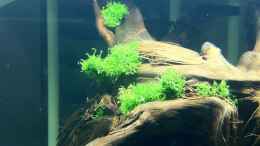 aquarium-von-me8210-diskus_Riccia fluitans