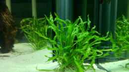 aquarium-von-me8210-diskus_Cryptocoryne spiralis 