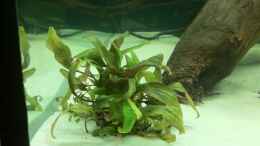 aquarium-von-me8210-diskus_Cryptocoryne cordata