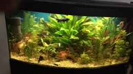 aquarium-von-flo-fluval-vicenza-260_