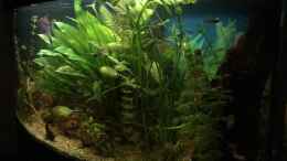 aquarium-von-flo-fluval-vicenza-260_