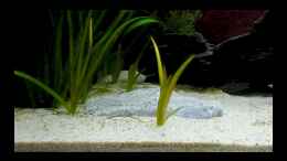 aquarium-von-vixen-vixens-salmler-welse-triops-becken_als noch viel licht da war und keine Fische...4 knackige Abl