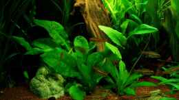 aquarium-von-marco-backtotheroots_Echinodorus parviflorus 12.11.11