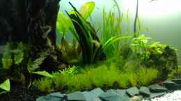 aquarium-von-madapusa-nano-30l--96l_28. 6. 12