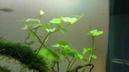 aquarium-von-madapusa-nano-30l--96l_26. 09. 12