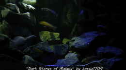 aquarium-von-bossie1704-dark-stones-of-malawi---nur-noch-als-beispiel_Abendstimmung...