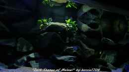 aquarium-von-bossie1704-dark-stones-of-malawi---nur-noch-als-beispiel_Linke Beckenhälfte 22.12.12