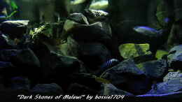 aquarium-von-bossie1704-dark-stones-of-malawi---nur-noch-als-beispiel_Anblick von unten...