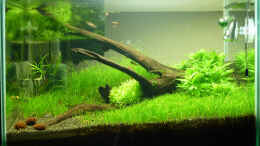 aquarium-von-konzi-becken-20287_6 Wochen