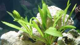 aquarium-von-robert-schlecht-becken-2031_Echinodorus uruguayensis