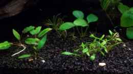 aquarium-von-niko-p--becken-20335_Anubias, Cryptocoryne parva und Cryptocoryne walkeri