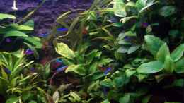 aquarium-von-niko-p--becken-20335_rechte Seite mit Anubias bewachsen, darunter befinden sich m