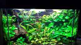 aquarium-von-niko-p--becken-20335_