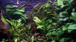 aquarium-von-niko-p--becken-20335_links oben blüht die Anubias