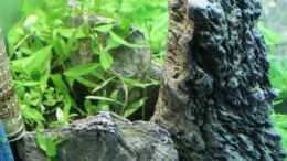 aquarium-von-namor-rellek-rocky-woods_Proserpinaca palustris cuba