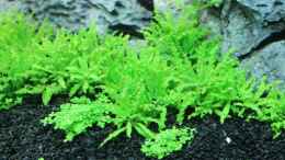 aquarium-von-namor-rellek-rocky-woods_Pogostemon helferi