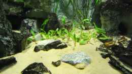 aquarium-von-mbuna-mick-mbuna-bay-of-darkness_Cryptocoryne beckettii und wendtii