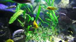 aquarium-von-mbuna-mick-mbuna-bay-of-darkness_Update 16.06.12 Cryptocoryne aponogetifolia, beckettii und w