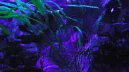 aquarium-von-mbuna-mick-mbuna-bay-of-darkness_Cryptocoryne aponogetifolia rechts / bei Blaulicht