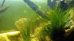 aquarium-von-falk-stream-banks-in-west-africa_