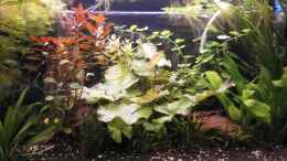 aquarium-von-jukey-wilder-mix---aber-mir-gefaellts_