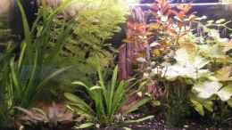 aquarium-von-jukey-wilder-mix---aber-mir-gefaellts_