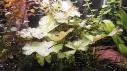 aquarium-von-jukey-wilder-mix---aber-mir-gefaellts_