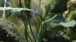 aquarium-von-ertzuio-non-mbuna-utaka-becken_Cryptocoryne aponogetifolia