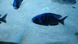 aquarium-von-rene-rupf-becken-2054_ist auch ein besonderer Placidochromis phenochilus,real Mdok