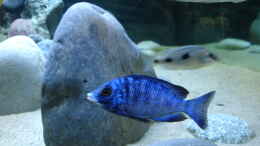 aquarium-von-rene-rupf-becken-2054_Placidochromis phenochilus real Mdoka