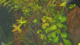 aquarium-von-sabrina-plankensteiner-erholung_Ludwigia repens 