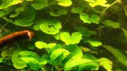 aquarium-von-krause2-becken-2059_Brasilianischer Wassernabel und Anubias