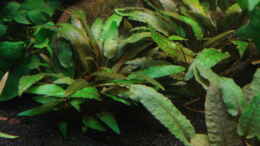 aquarium-von-matze70-600l-diskusbecken_Cryptocoryne wendtii `Mi Oya`