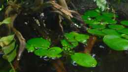 aquarium-von-gkr123-african-stream_Limnobium laevigatum