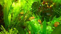 aquarium-von-manfred-feinhals-manni--rio-125_